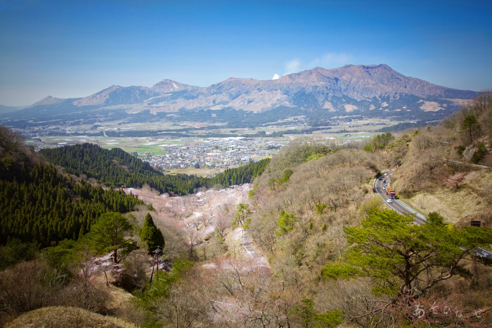 阿蘇高森峠の千本桜