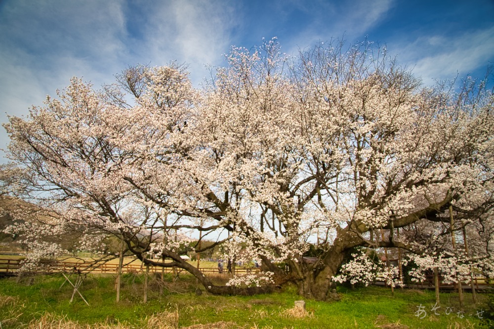 一心行の大桜　お花見　時間