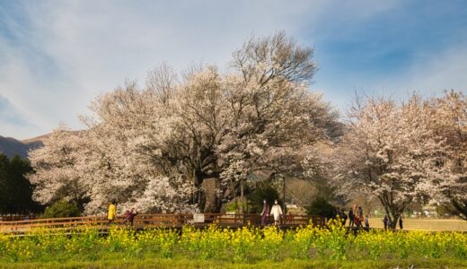 【一心行の大桜2022】平日か朝一番に！一度は見たい樹齢400年の一本桜｜南阿蘇村