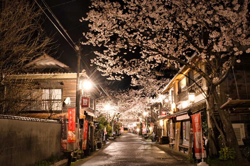 阿蘇神社　夜桜　