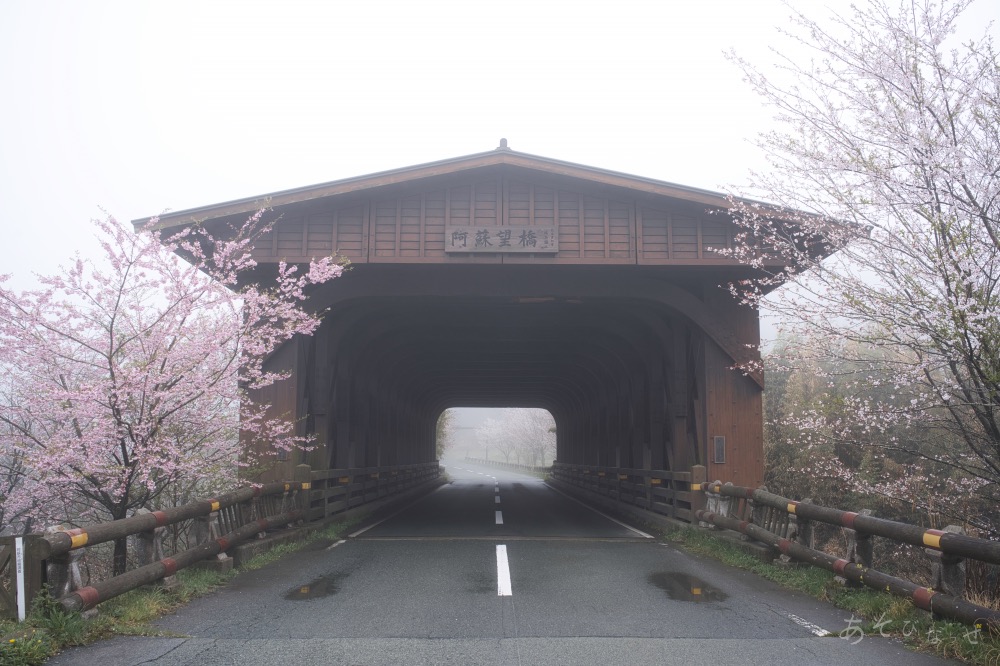 阿蘇望橋　桜