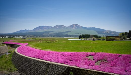 【狩尾のシバザクラ】目の前は阿蘇五岳！数百mの芝桜を最高のロケーションで！