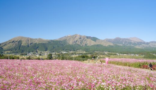 【阿蘇・コスモス5選】山とのコラボが最高！阿蘇の秋桜おすすめスポットまとめ。