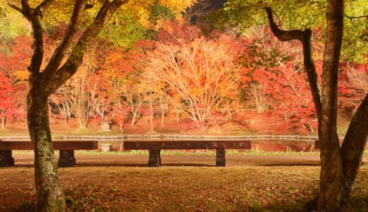 【用作公園】元は家老の別荘地⁈庭園の池に映る500本の紅葉が見事！｜大分・豊後大野