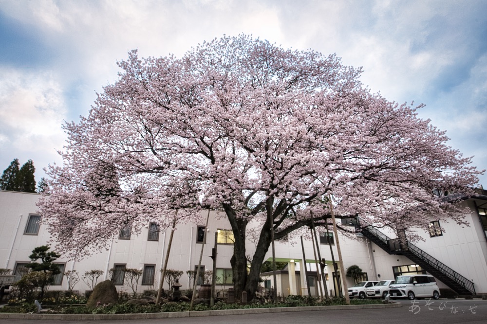 南阿蘇　旅館朝陽　桜