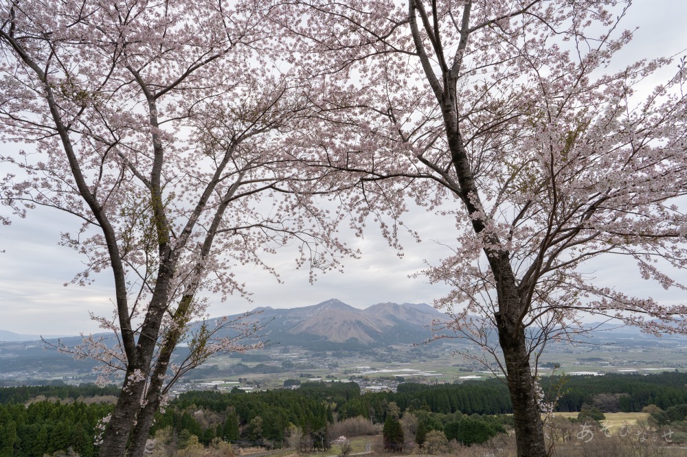 鳥の小塚公園　桜