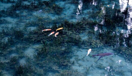 【明神池名水公園】阿蘇に”モネの池”⁈冬はインディゴブルー、コイ泳ぐ水源。人気のおそば処も。