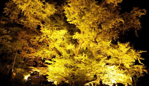 【下城の大イチョウ】熊本県で最大・樹齢1,000年の大銀杏！ライトアップされる紅葉は圧巻！