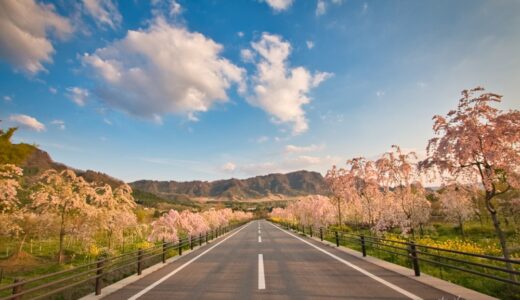 【2022阿蘇桜巡り】エリア別10選：花見の名所・アクセス・駐車場。春のお出かけ情報をまとめました！