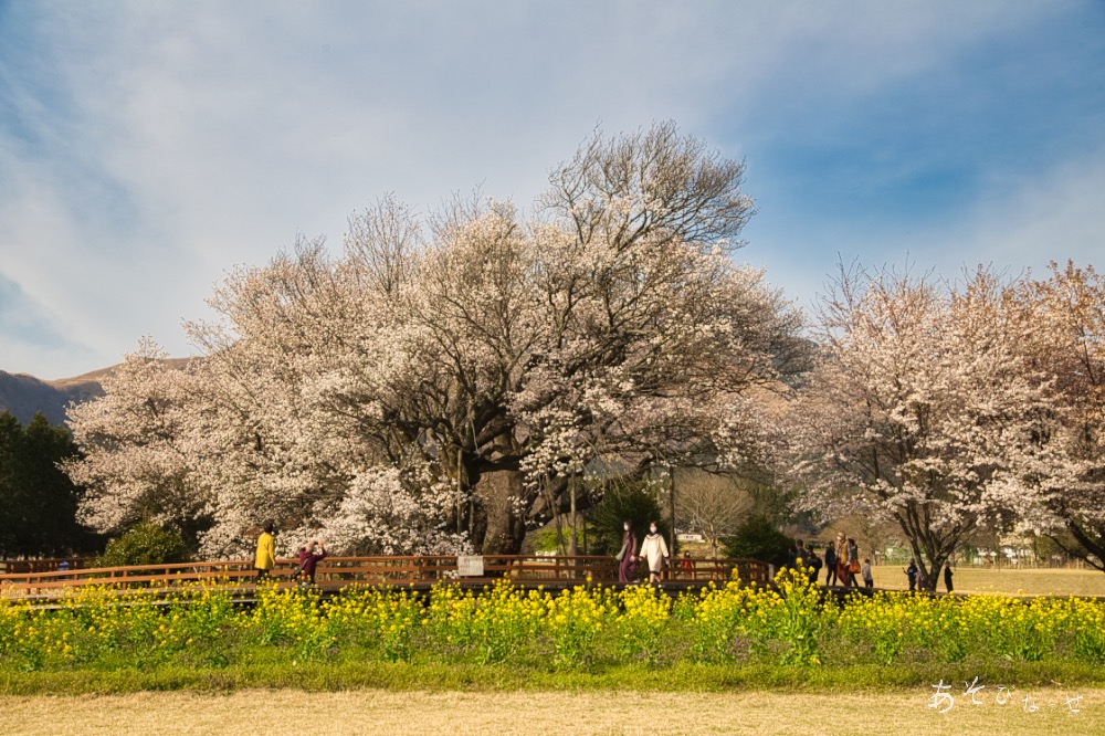 2023一心行の大桜】平日か朝一番に！一度は見たい樹齢400年の一本桜