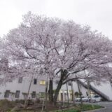 【栃木温泉 旅館朝陽】2023大桜ライトアップあり！南阿蘇の花見の穴場。