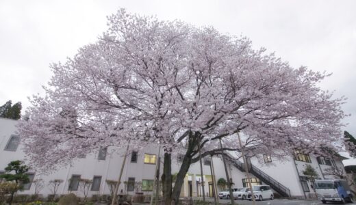 【栃木温泉 旅館朝陽】2023大桜ライトアップあり！南阿蘇の花見の穴場。