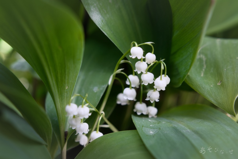 スズラン自生地】西日本で阿蘇だけ！草原の丘を歩いて探す小さな花