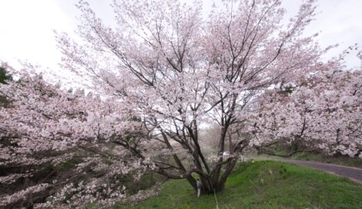 【牛神桜】放射状の枝ぶり！山奥にひっそり見事なヤマザクラ｜阿蘇市・波野